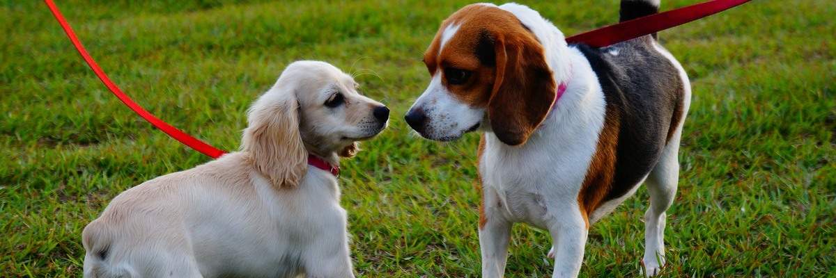 Two dogs on leads