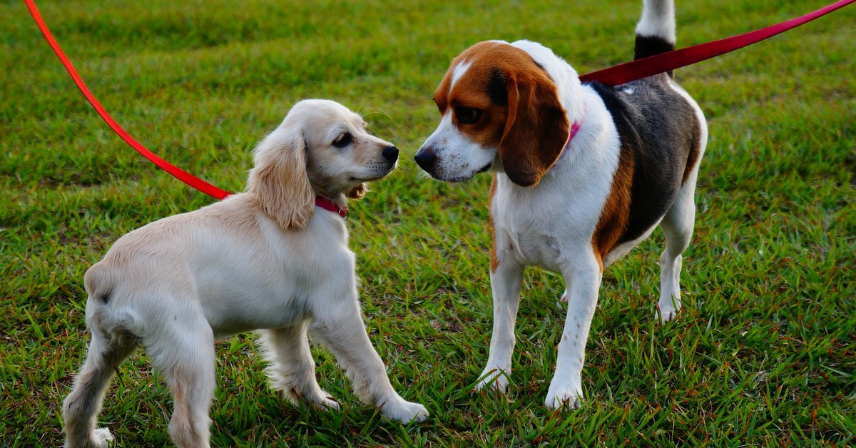 Two dogs on leads