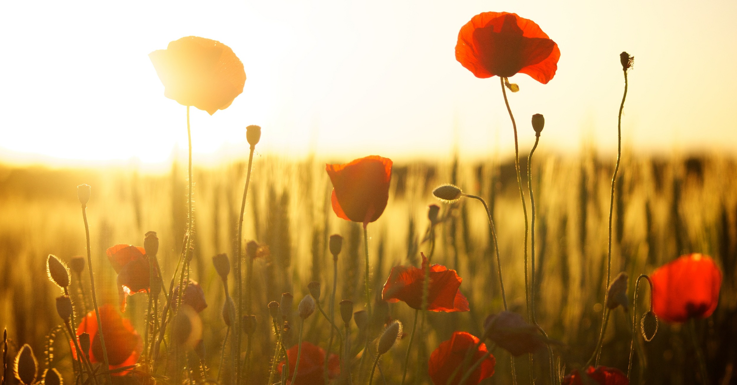 A field of poppies with sun behind