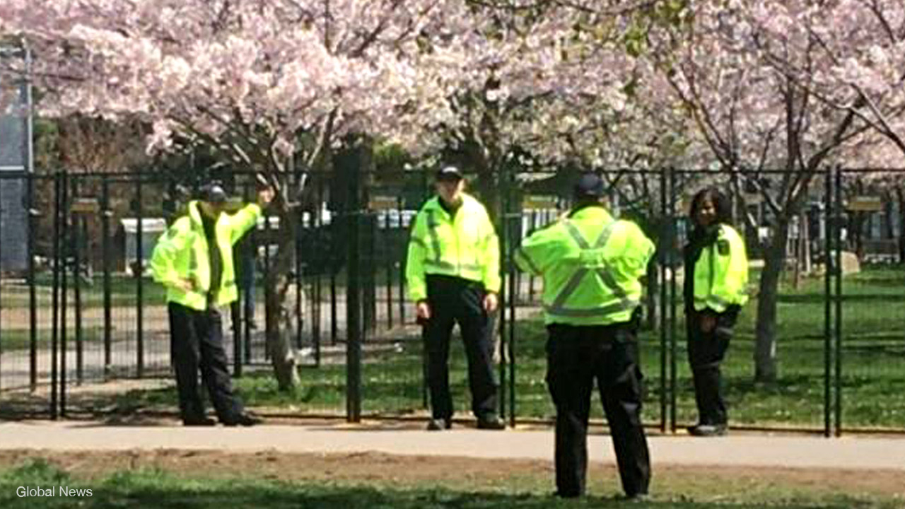 Toronto bylaw officers pose for photos with fenced-off cherry blossoms