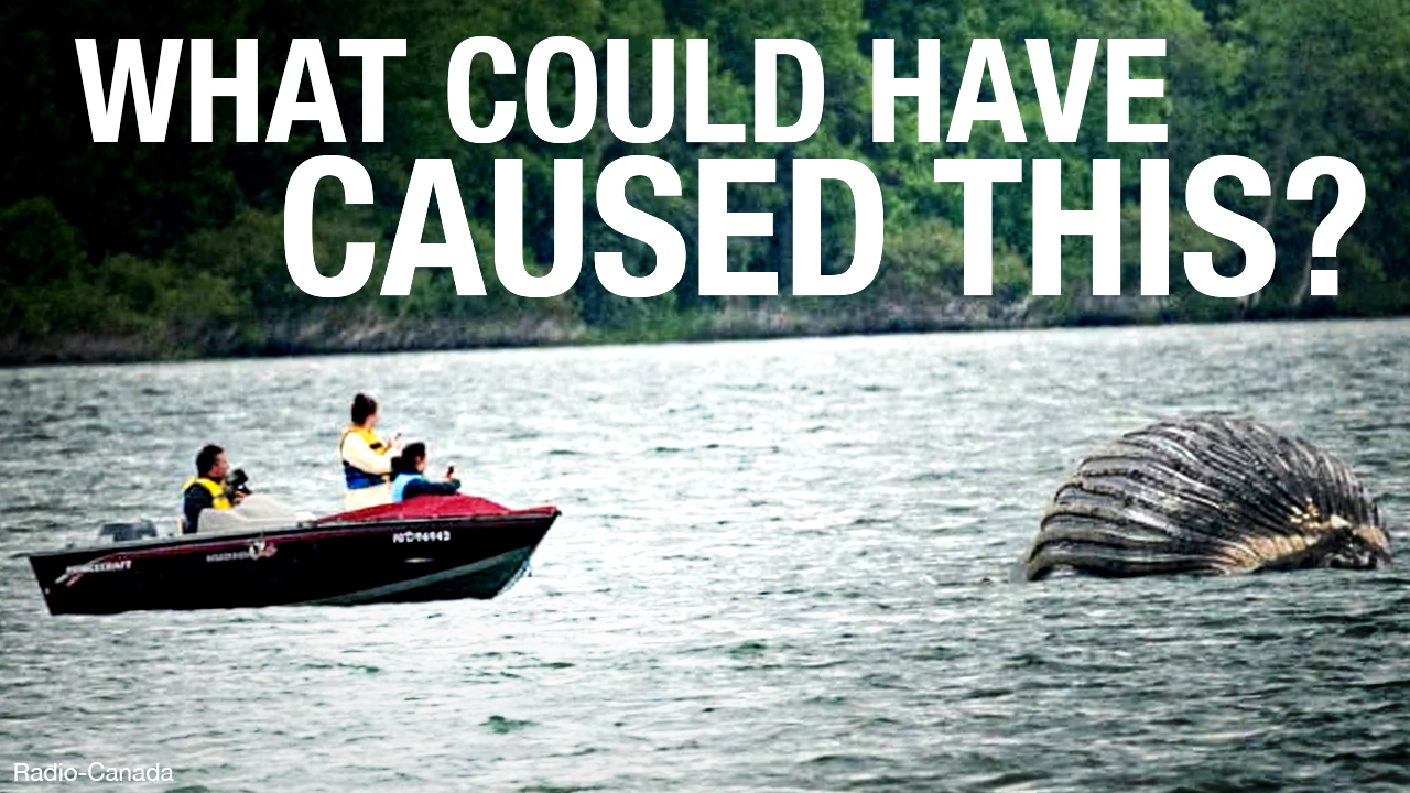 Whale dies in sewage ridden St. Lawrence: what could have caused this?