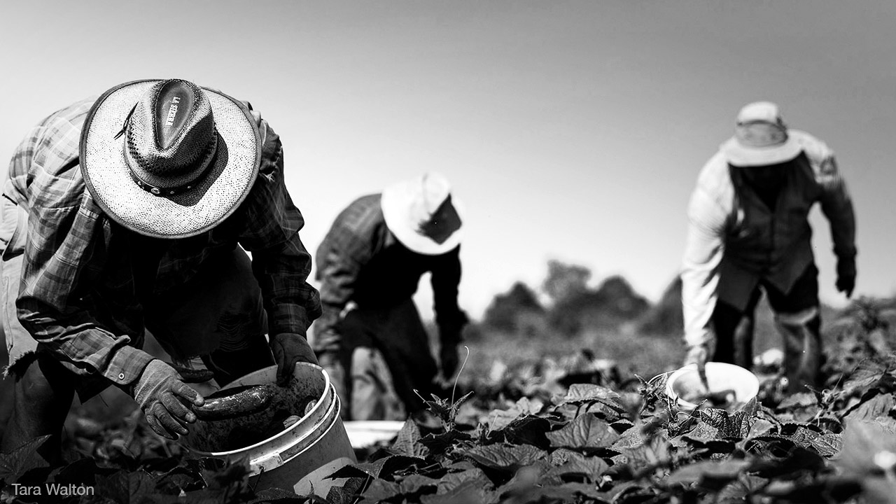 Mexico's Temporary Foreign Workers heading back to Canada under new “safety protections”