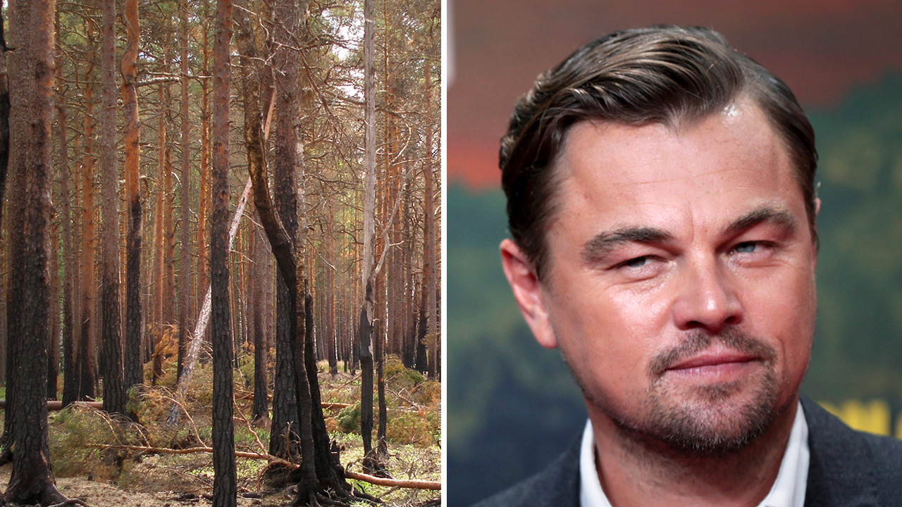 HOLLYWOOD ACTORS: America's “tree-to-toilet pipeline” destroying Canadian forests