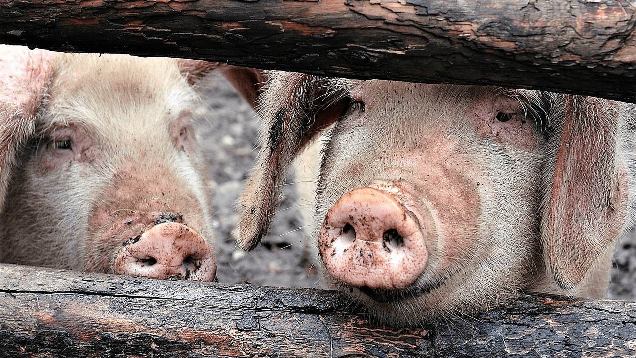 New form of African swine fever identified in Chinese pig farms, likely caused by illegal vaccines