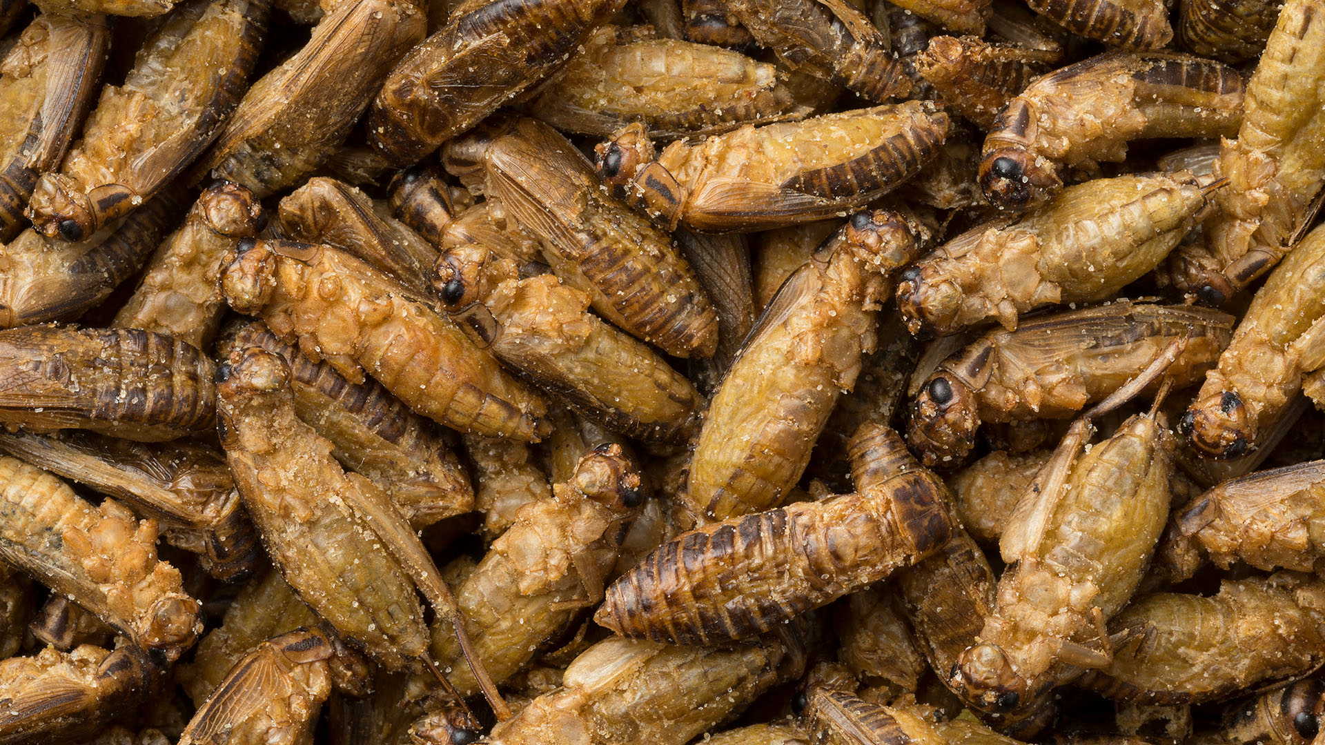 Trudeau gov't seeking specifications for insects as food