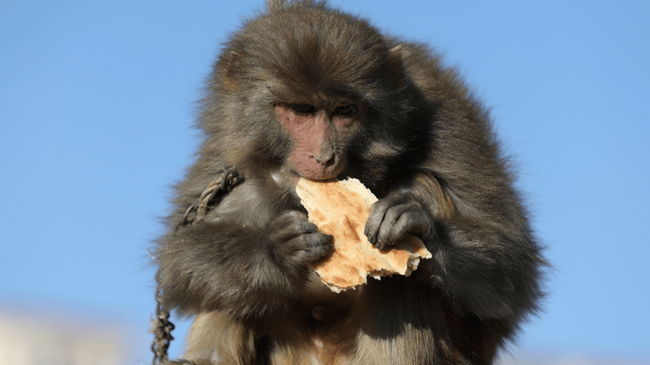 China reports first human death of rare Monkey B virus