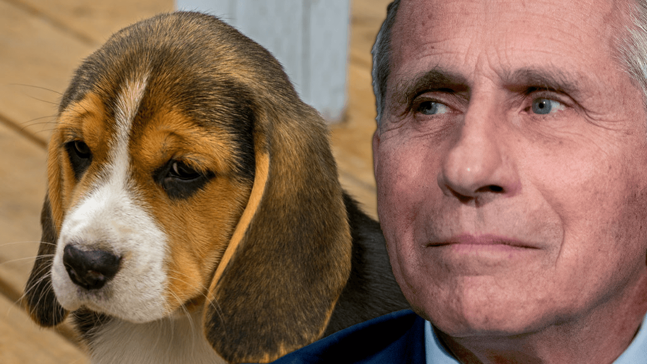 Fauci funded researchers to infect, tie down beagles to be eaten alive by sandflies