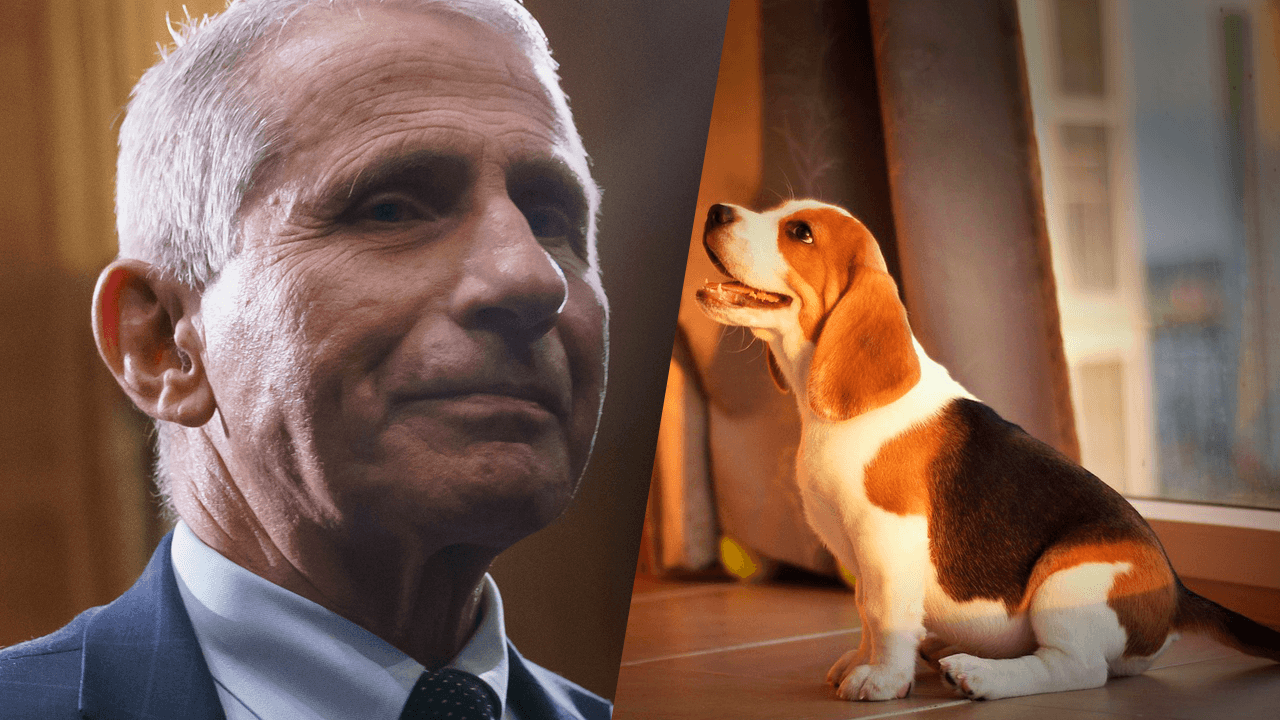 EXCLUSIVE: Non-profit watchdog fighting to end cruel, wasteful experiments