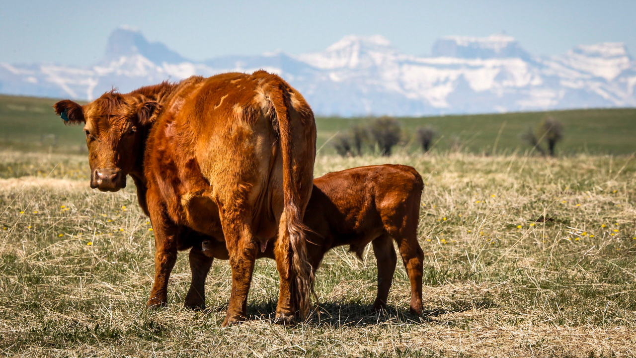 Alberta cattle feed company survives mad cow crisis but not Notley NDP