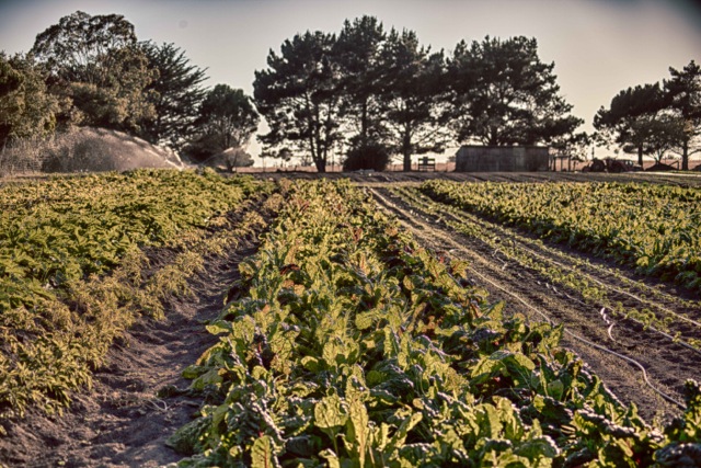 Big Mesa Farm (credit: Piro Patton)