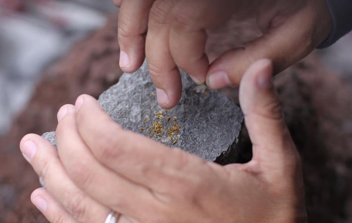 4 Updates from the Seed Sharing Movement