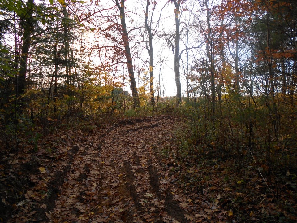 Forest.jpg