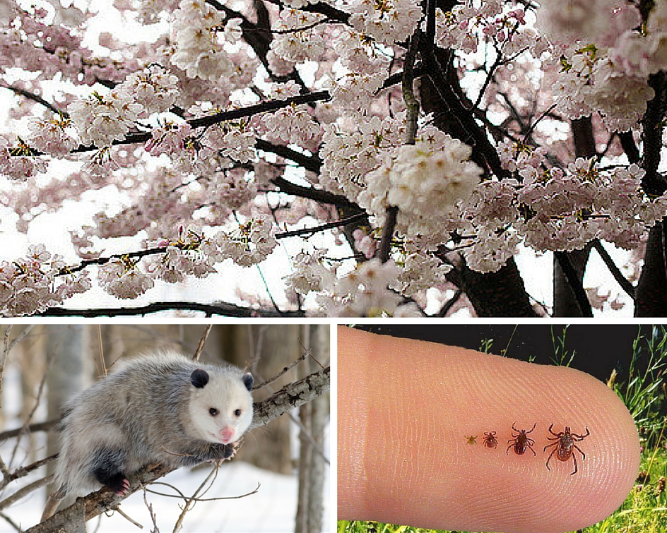 Blossoms, Opossums and Ticks Toronto Environmental Alliance