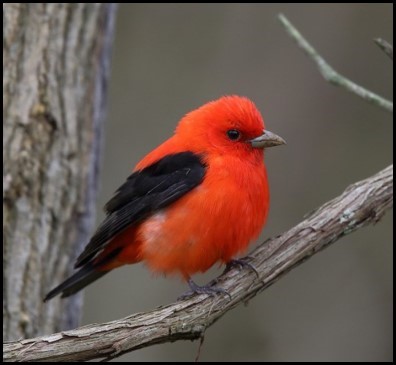 Photo by P. Allen Woodliffe Tanager.jpg