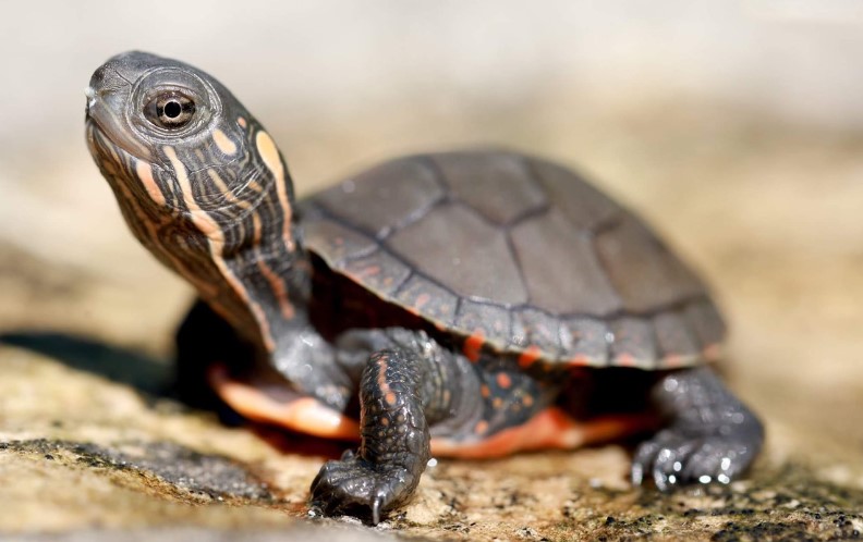 Painted_Turtle.jpg