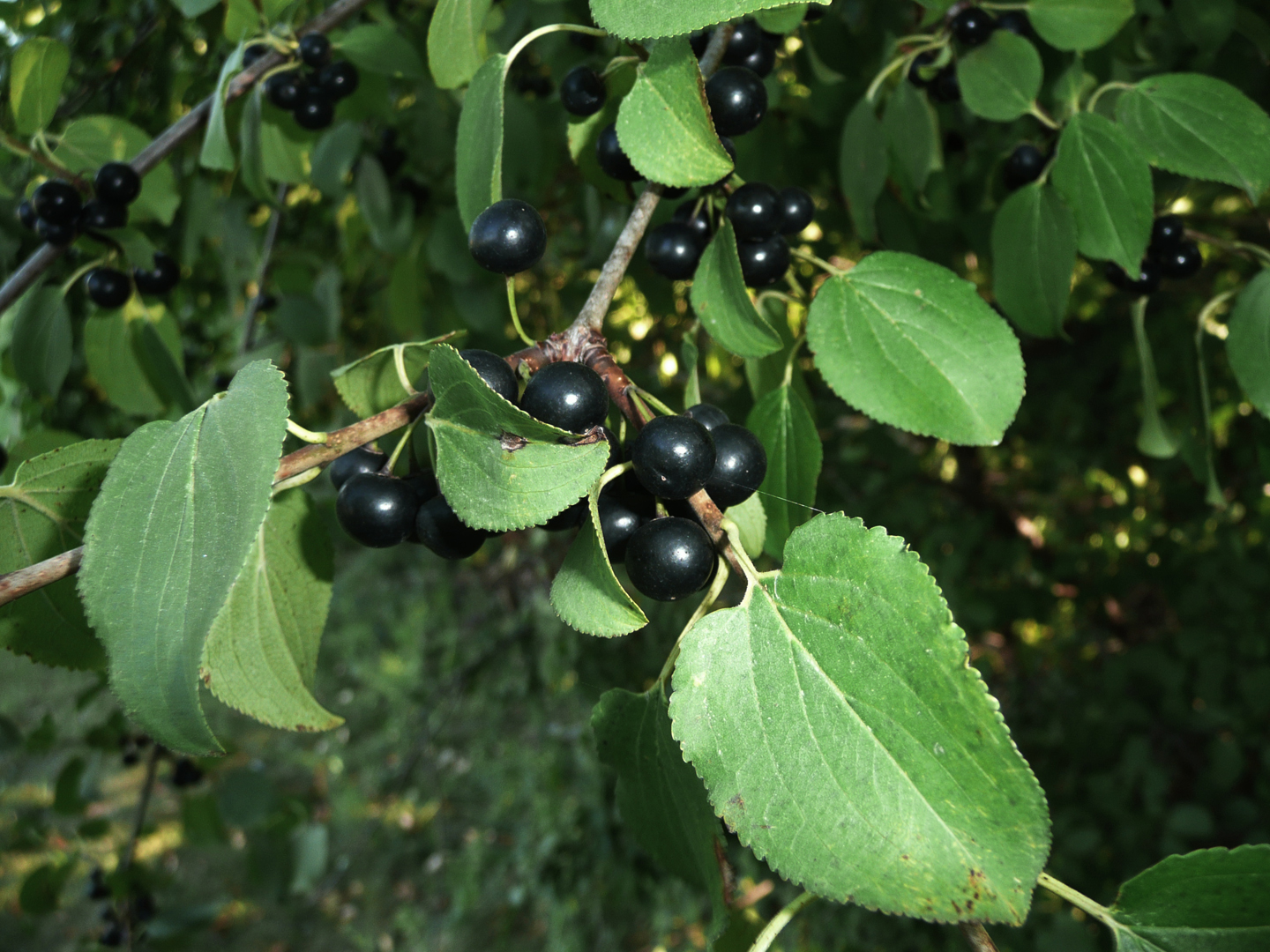 European Buckthorn