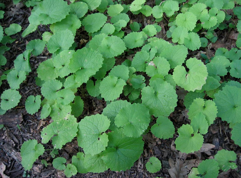 Garlic Mustard Year One