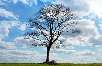 tree_340.jpg tree_340.jpg