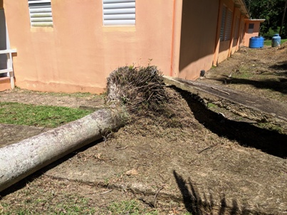 Uprooted_tree.jpg