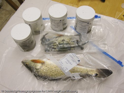 Seafood samples ready for the lab