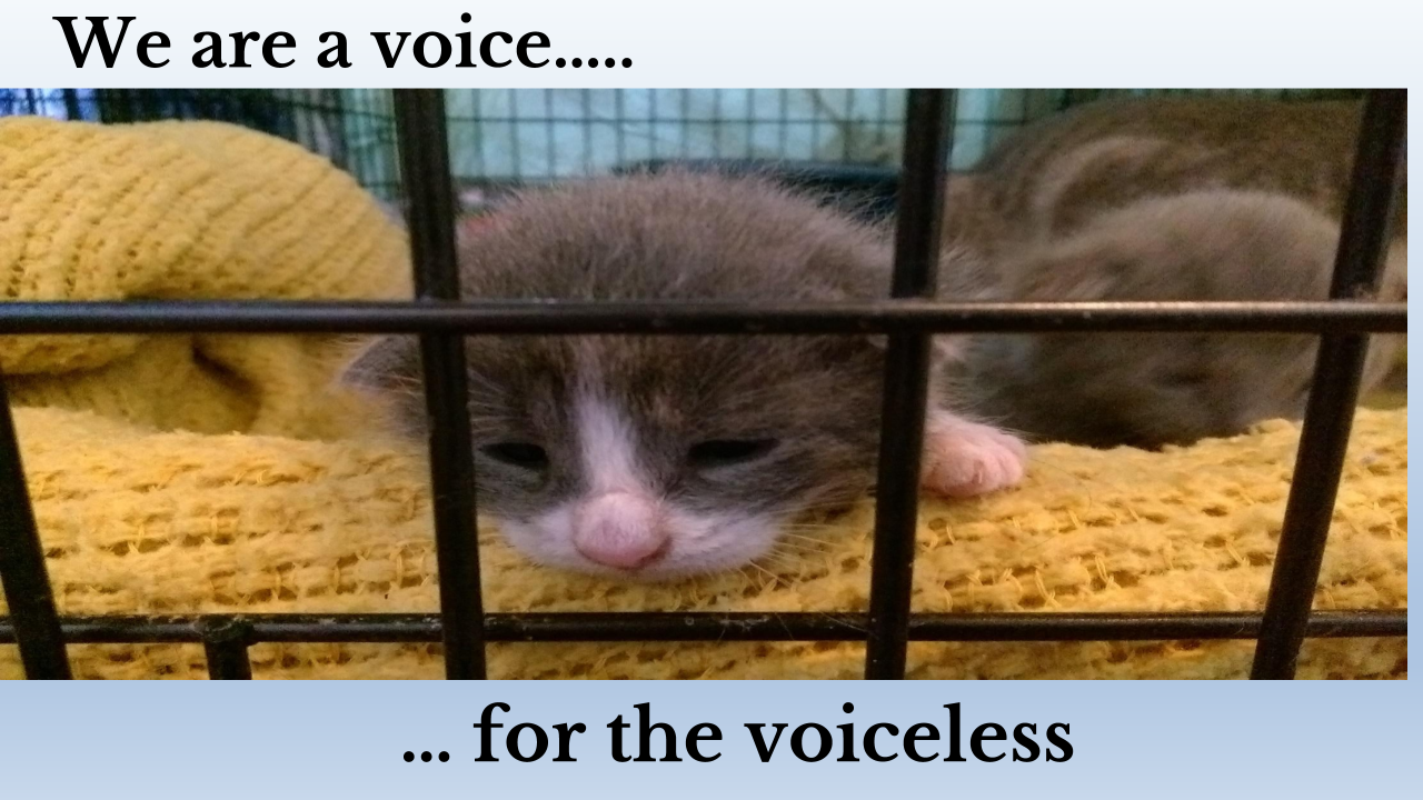 Voice for the animals foundation