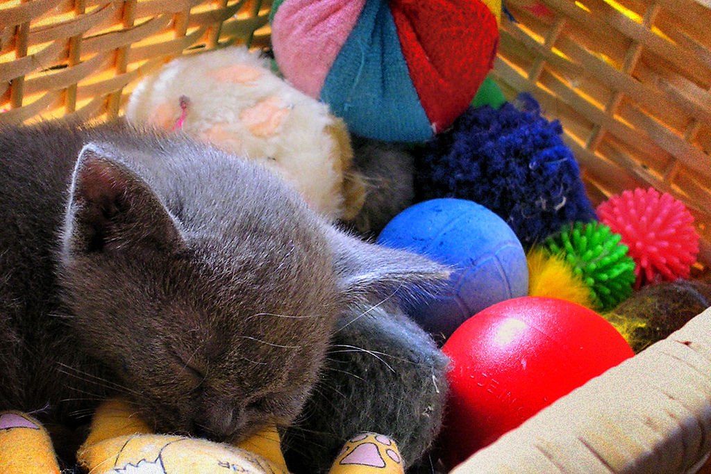 Cat_Toys.jpg