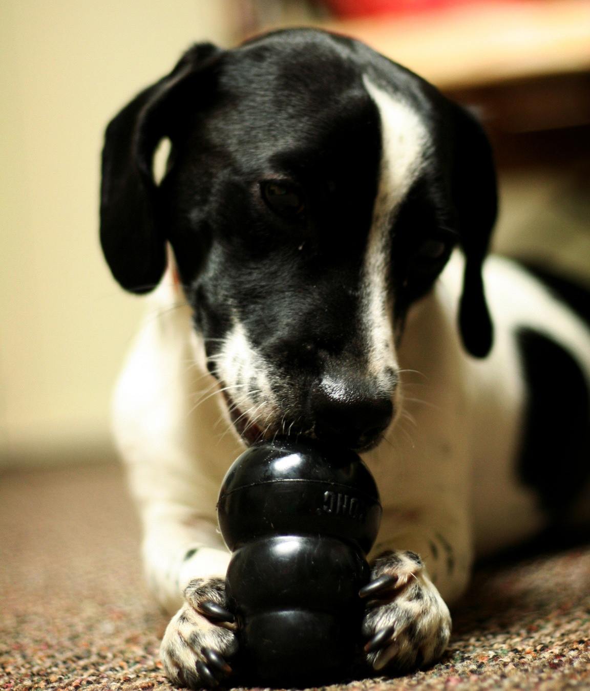 Dog_Toys.jpg
