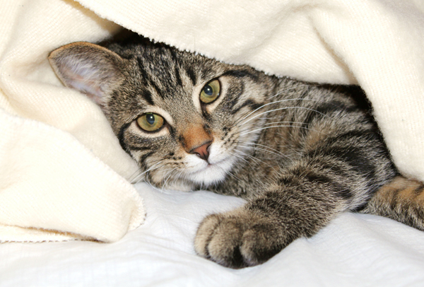 cat-under-blankets_edited-1_1.jpg