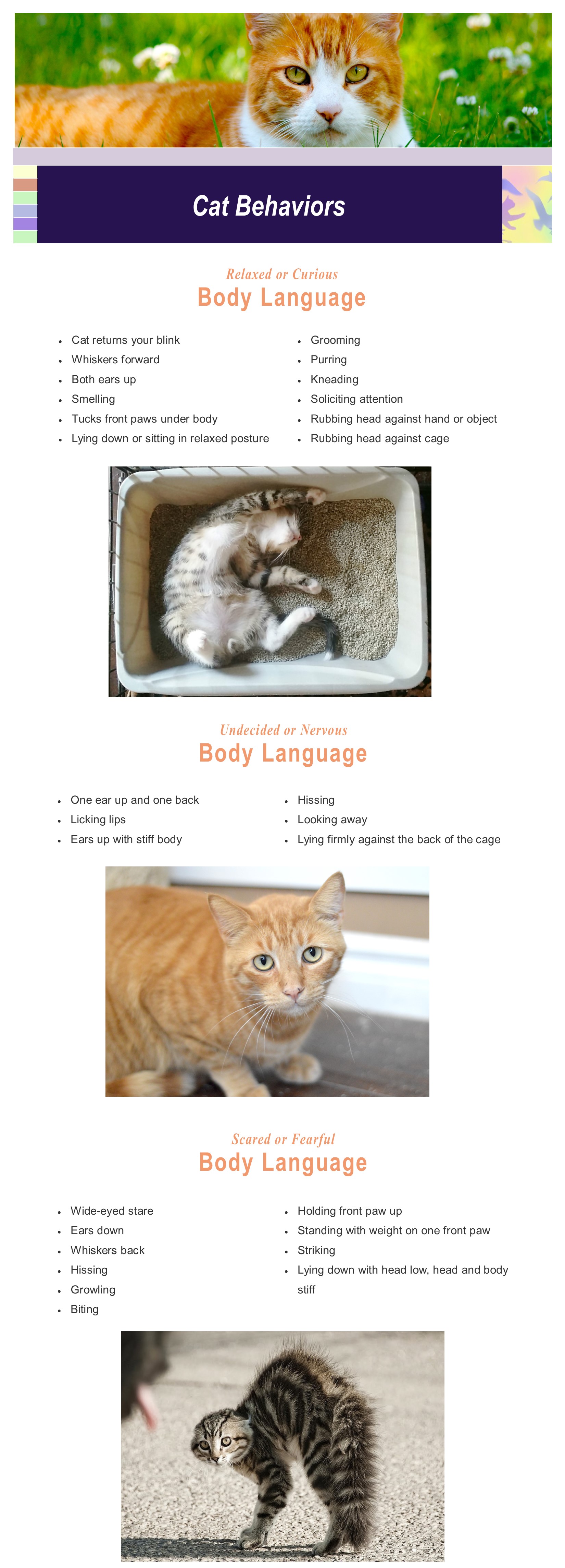 Cat Behaviors Voice For The Animals Foundation (primary)