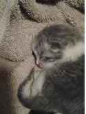 lil_kitty.png