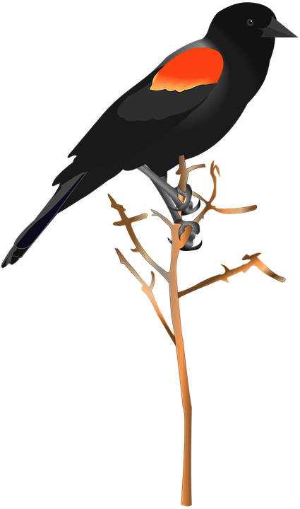 Red Winged Blackbird bird-2922839_960_720.png