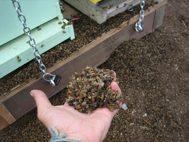 Mass die off of bees in USA