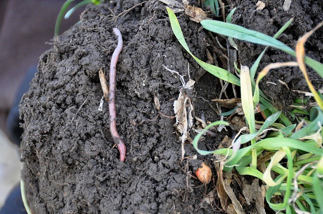 soil_health_earthworm.jpg