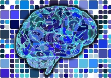 brain.jpg