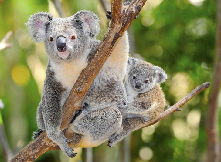 koala-bears-placed-on-threatened-species-list-4_(1).jpg