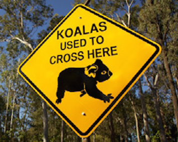KoalaCrossing.jpg