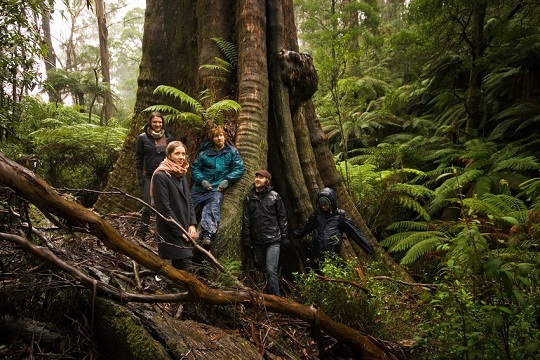 Forest_tour_ad_May_17.jpeg