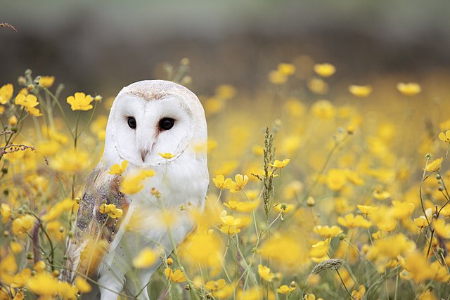 640px-Barn_Owl__Manchester_area__UK__by_Andy_Chilton_2016-07-06_(Unsplash).jpg