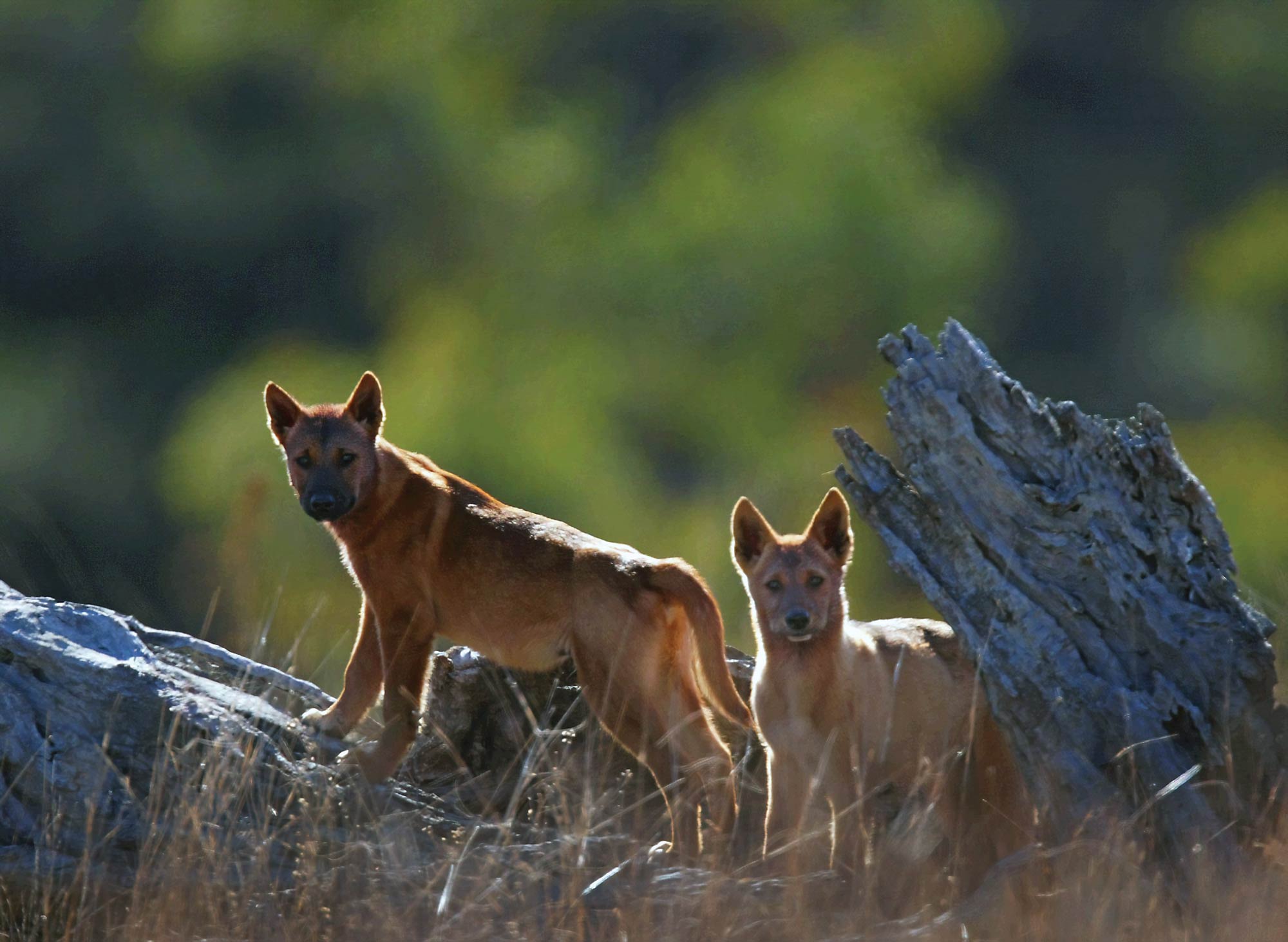 Warragamba plan a 'sad state of affairs' Image