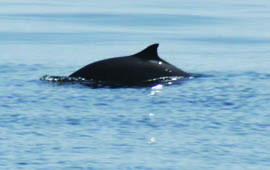 Harbor porpoise, a by-catch of commercial fishing, are often caught and suffocate in gillnets. © A. Reckendorf/WDC Harbor porpoise, a by-catch of commercial fishing, are often caught and suffocate in gillnets. © A. Reckendorf/WDC