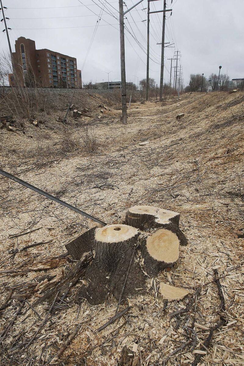 Omands Park Hydro Deforestation