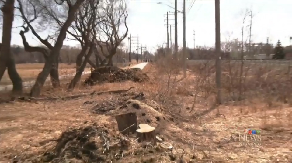 Omands Park deforestation 
