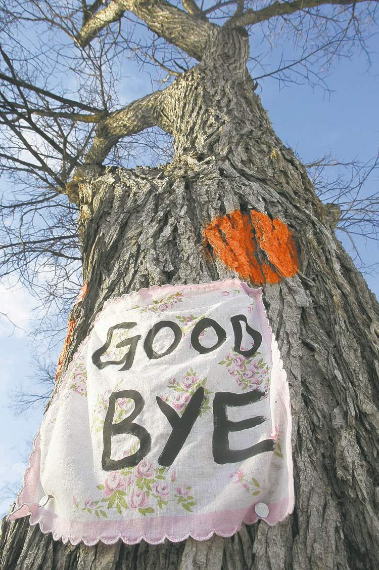 Sad Elm Tree