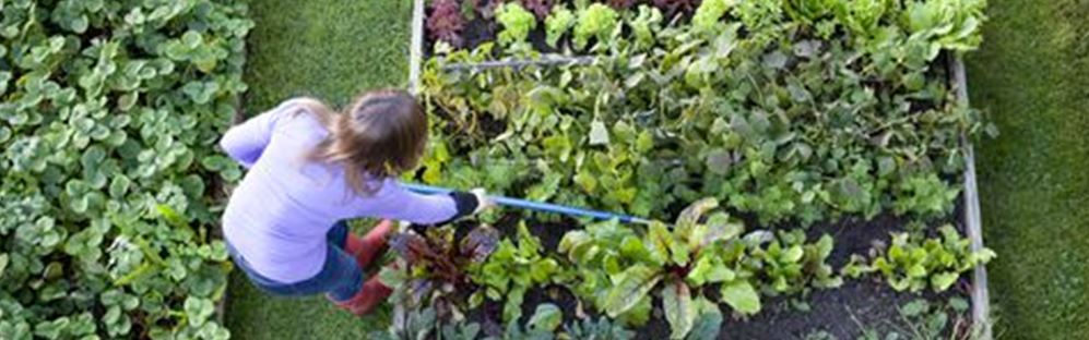 Vimy Victory 2021 Allotment 