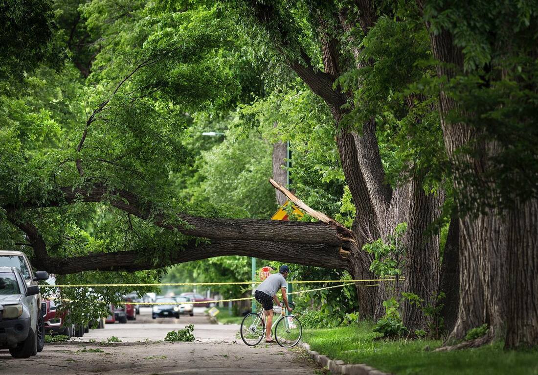 Wolseley Tree Downed Colin Corneau