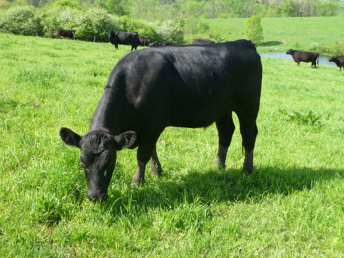 Cows_on_Pasture_690_resized.jpg